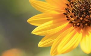 The Flower Of The Sun wallpaper thumb