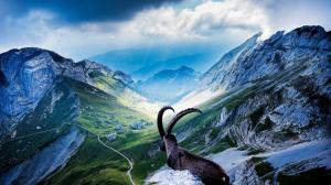 Goat at Mount Pilatus wallpaper thumb