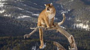 Cougar Puma Mountain Lion HD wallpaper thumb
