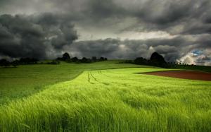 Summer green fields, cloudy sky wallpaper thumb