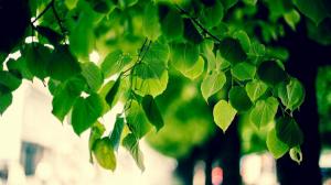 Green tree, leaves, eye desktop wallpaper thumb