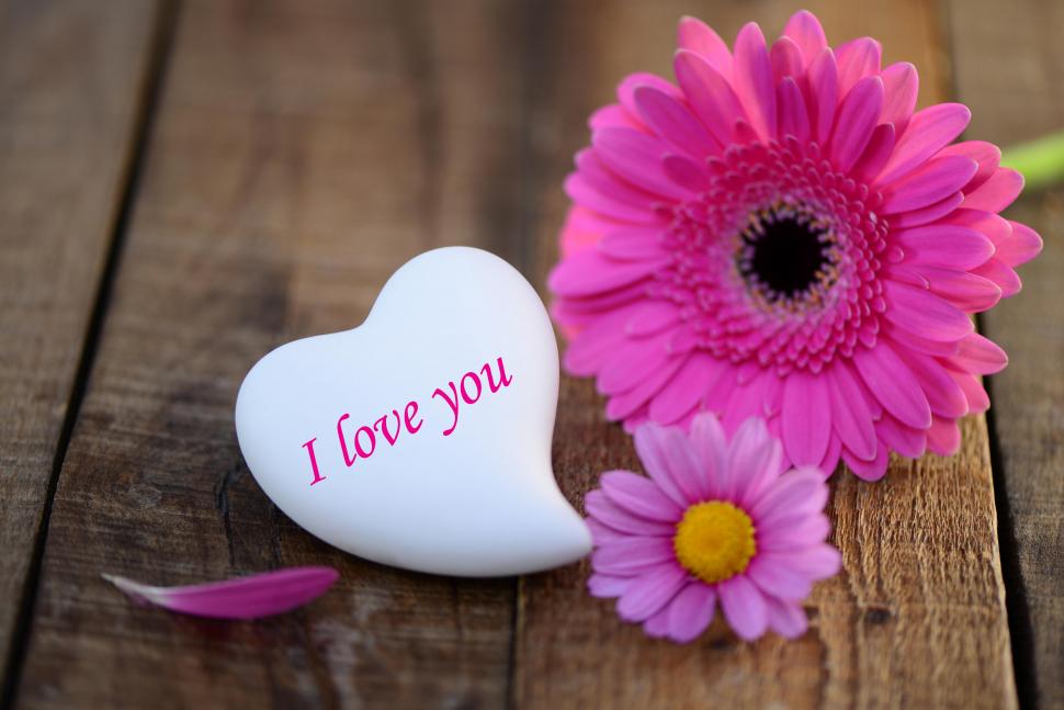 Pink Daisies, Heart Stone, I love you wallpaper,pink daisies HD wallpaper,heart stone HD wallpaper,i love you HD wallpaper,7360x4912 wallpaper