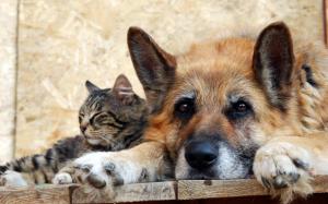 Cat with dog, friendship wallpaper thumb