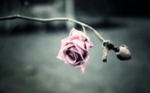 Pink flower, rose, petals, blur background wallpaper thumb