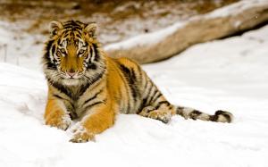 Snowy Afternoon Tiger 1 wallpaper thumb