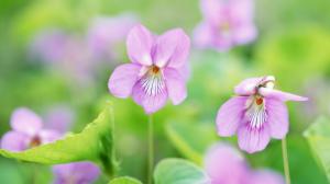 Purple flowers, spring, green bokeh wallpaper thumb
