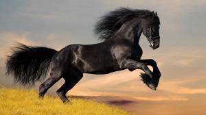 Black Animals Horse 1080p wallpaper thumb