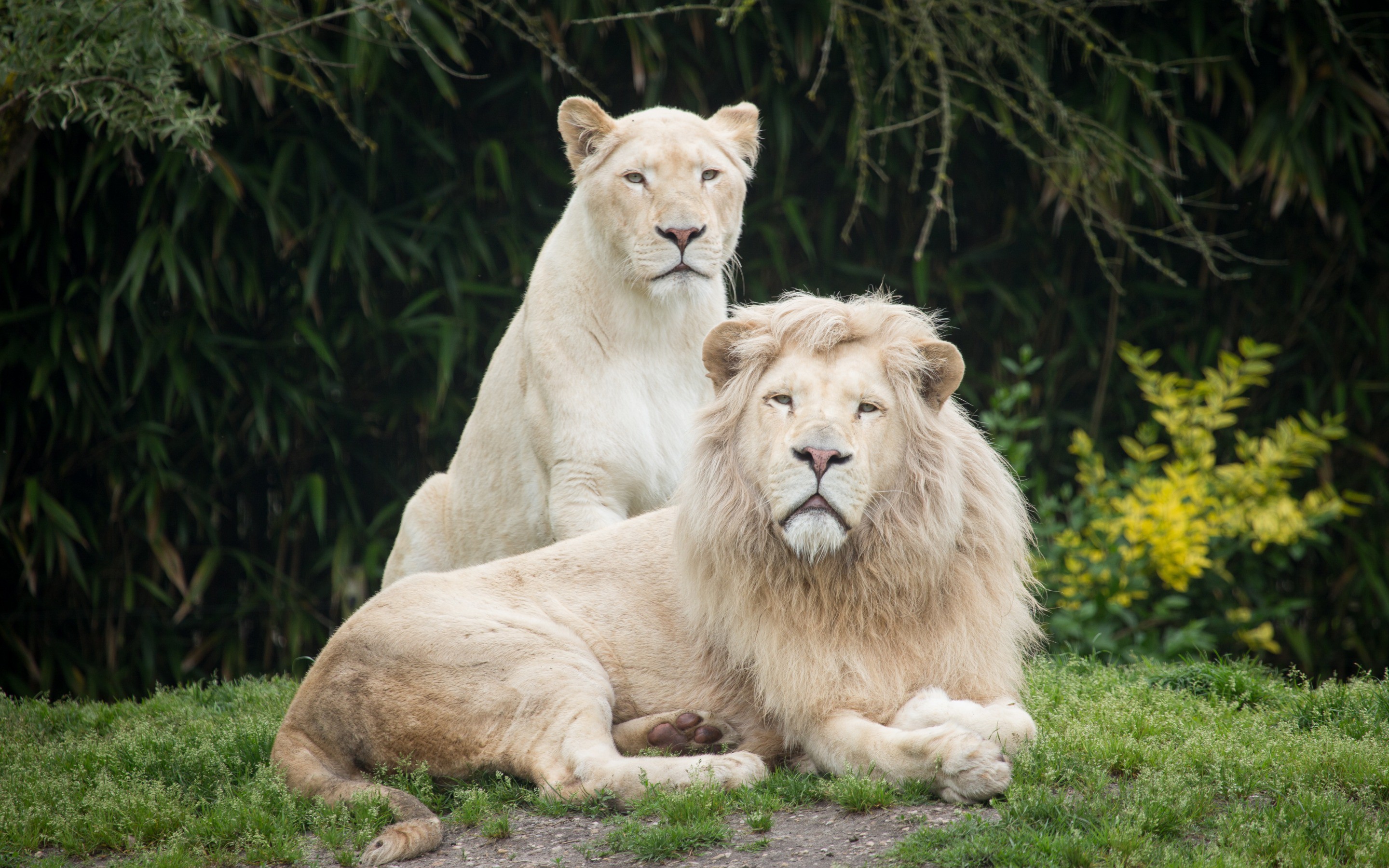 White lions wallpaper | animals | Wallpaper Better