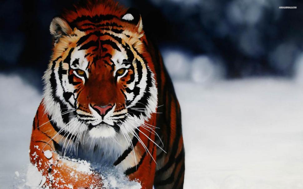 Tiger In Snow wallpaper,big cats HD wallpaper,tigers HD wallpaper,snow HD wallpaper,nature HD wallpaper,wildlife HD wallpaper,animals HD wallpaper,1920x1200 wallpaper