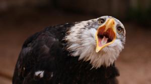 Eagle screaming wallpaper thumb