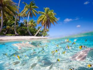 Tropical scenery, sea, beach, palm trees, fish, sharks wallpaper thumb