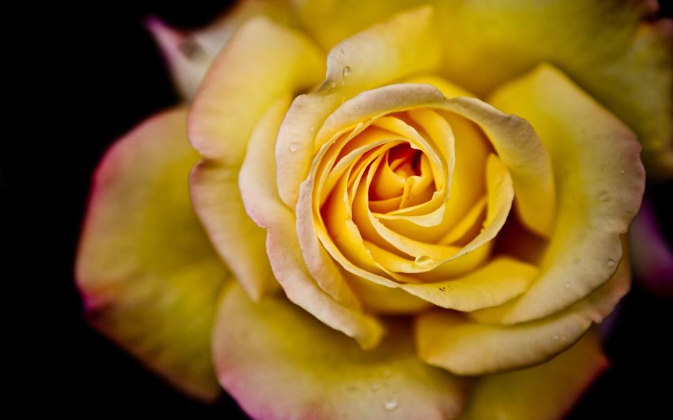 Yellow Rose Dew Awesome wallpaper,yellow HD wallpaper,rose HD wallpaper,awesome HD wallpaper,2560x1600 wallpaper
