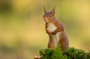 Red squirrel wallpaper thumb