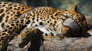 Leopard Sleeping Leopard Sleeping HD wallpaper thumb