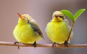 Yellow couple birds wallpaper thumb