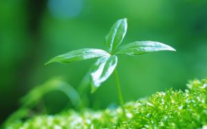 Newly sprouting green leaves wallpaper thumb