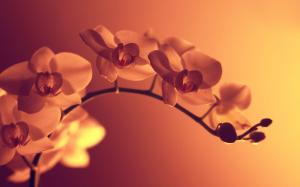 Orchid flowers on a branch wallpaper thumb