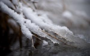 Winter Frost Water Macro Twig HD wallpaper thumb