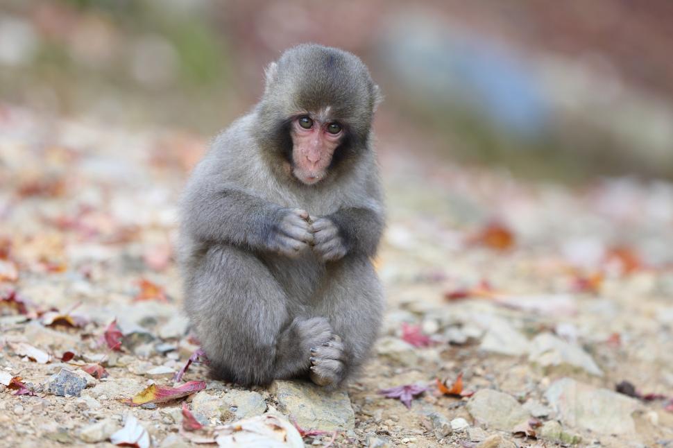 Japanese macaque monkey wallpaper,leaves HD wallpaper,Japanese macaque HD wallpaper,snow monkey HD wallpaper,sits HD wallpaper,2048x1365 wallpaper