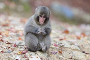 Japanese macaque monkey wallpaper thumb