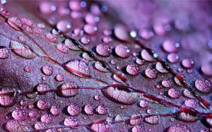 Water Drops On Purple Leaf wallpaper thumb