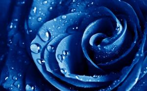 Wet Drops Blue Rose HD wallpaper thumb