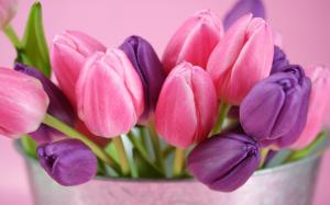 Purple Pink Tulips wallpaper thumb