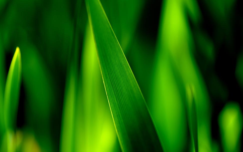 Close-up of green grass blades, leaves soft focus photography wallpaper,Green HD wallpaper,Grass HD wallpaper,Leaves HD wallpaper,Soft HD wallpaper,Focus HD wallpaper,Photography HD wallpaper,2560x1600 wallpaper