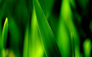 Close-up of green grass blades, leaves soft focus photography wallpaper thumb