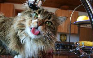 Cat drink water, faucet wallpaper thumb