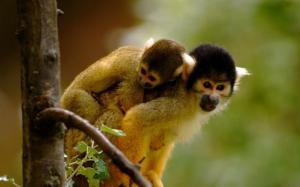 Cute monkeys wallpaper thumb