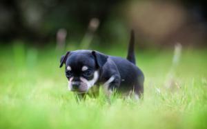 Dog Puppy Grass HD wallpaper thumb