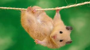 hamster-acrobat acrobat Animals cute eyes Hamster nice HD wallpaper thumb