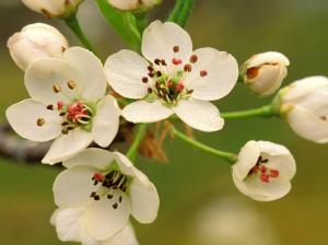 Crabapple Blossoms in Spring wallpaper thumb