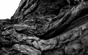 Tree Bark Macro Bw Black White Widescreen wallpaper thumb