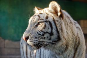 Profile white tiger wallpaper thumb