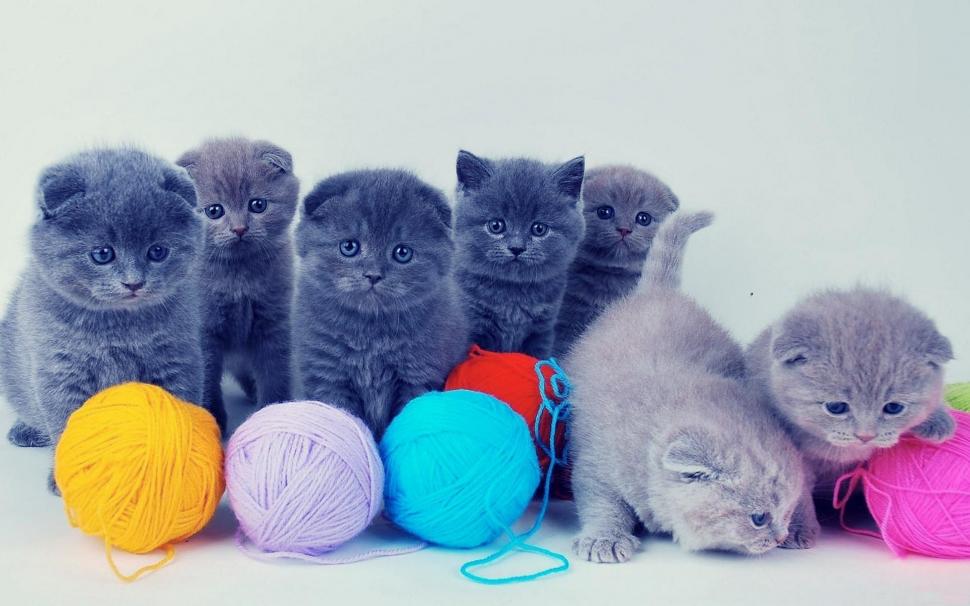 Kittens With Colorful Yarns wallpaper,cats HD wallpaper,gray HD wallpaper,yarns HD wallpaper,animals HD wallpaper,kitty HD wallpaper,cute HD wallpaper,kittens HD wallpaper,1920x1200 wallpaper