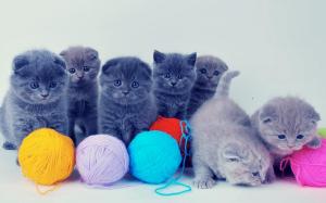 Kittens With Colorful Yarns wallpaper thumb