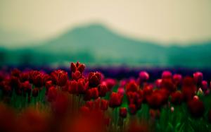 Gorgeous Red Tulips wallpaper thumb