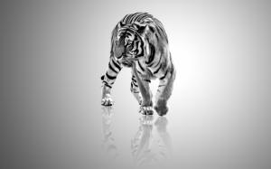 White Tigers  High Definition wallpaper thumb