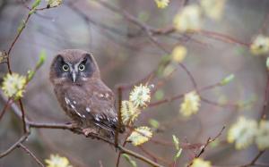 Cute little owl, willow tree, buds wallpaper thumb