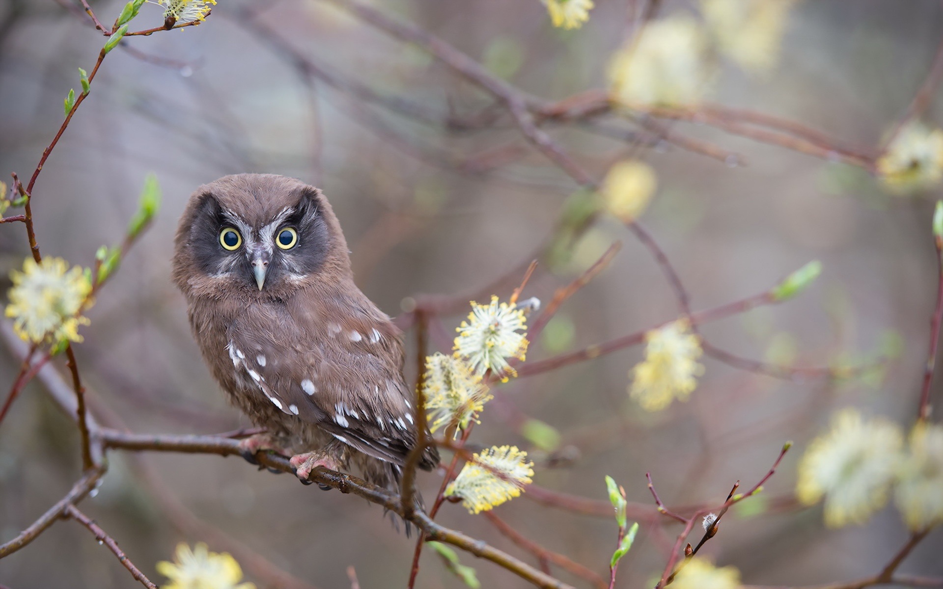 Cute little owl, willow tree, buds wallpaper | animals | Wallpaper Better