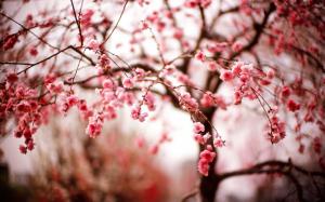 Cherry flowers, spring, branches, pink wallpaper thumb