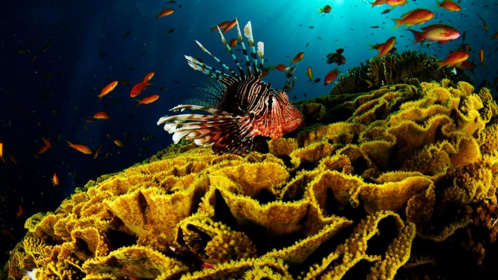 Lionfish Fish Underwater Coral HD wallpaper,animals HD wallpaper,fish HD wallpaper,underwater HD wallpaper,coral HD wallpaper,lionfish HD wallpaper,1920x1080 wallpaper