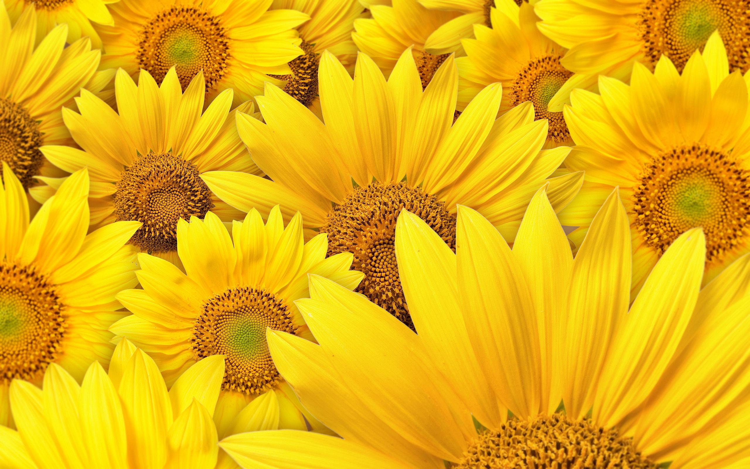 Sunflowers Background wallpaper | other