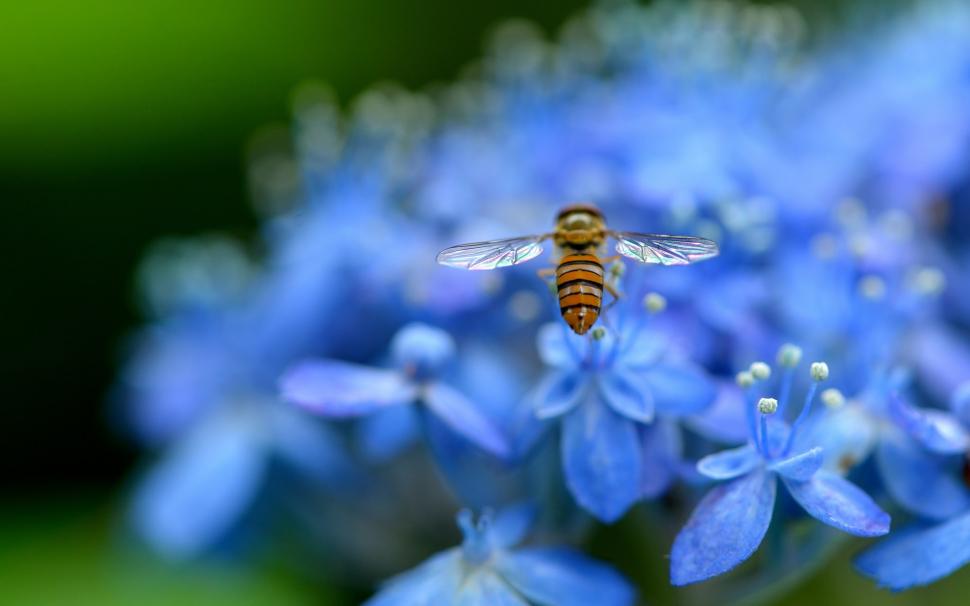 Blue hydrangea, petals, flowers, insect, bee wallpaper,Blue HD wallpaper,Hydrangea HD wallpaper,Petals HD wallpaper,Flowers HD wallpaper,Insect HD wallpaper,Bee HD wallpaper,1920x1200 wallpaper