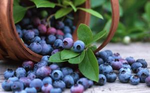 Fruits Blueberries Free wallpaper thumb