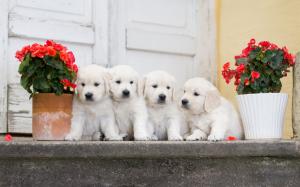 Four dogs, begonia flowers wallpaper thumb
