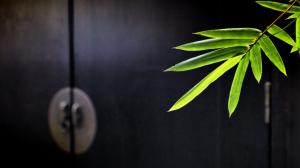 Leaf Plant Leaves HD wallpaper thumb