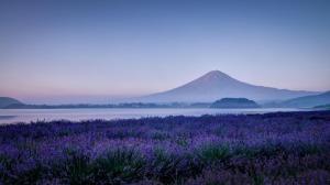 Japan's Mount Fuji, lavender, flowers, lilac flowers, scenery wallpaper thumb
